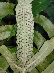 Dryopteris enneaphylla