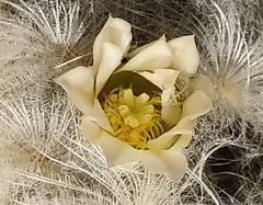 Mammillaria plumosa