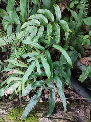 Dryopteris enneaphylla