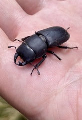 Dorcus parallelipipedus