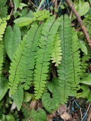 Adiantum edgeworthii