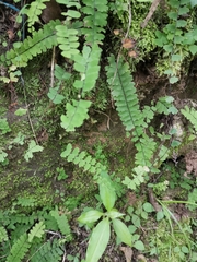 Adiantum edgeworthii