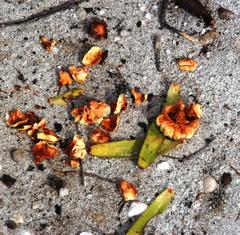 Papio ursinus ursinus