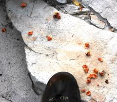 Papio ursinus ursinus