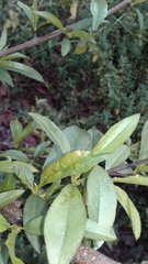 Prunus persica persica