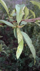 Prunus persica persica