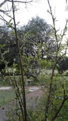 Prunus persica persica