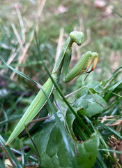Mantis religiosa
