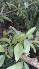 Prunus persica persica