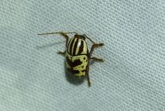 Cryptocephalus leucomelas