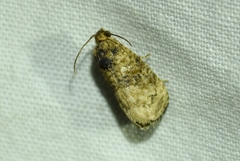 Ecdytolopha mana