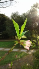 Prunus persica persica