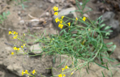 Sisymbrium polymorphum
