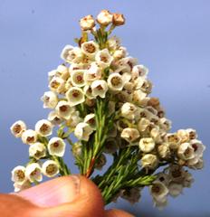 Erica capensis