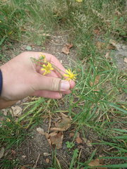 Senecio inaequidens