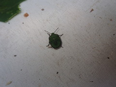 Palomena prasina