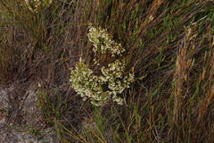 Erica capensis