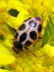 Naemia seriata