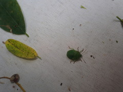 Palomena prasina