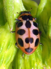 Naemia seriata