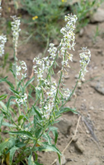 Microstigma deflexum