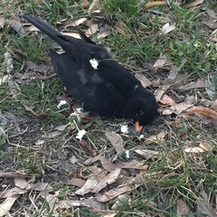 Turdus merula