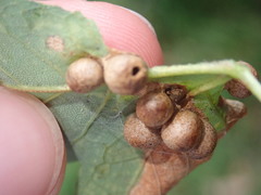 Pediaspis aceris