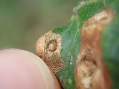 Pediaspis aceris
