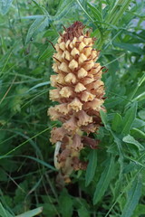 Orobanche elatior
