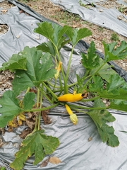 Benincasa hispida chieh-qua