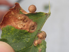 Pediaspis aceris