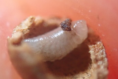 Pediaspis aceris