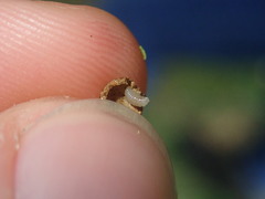 Pediaspis aceris