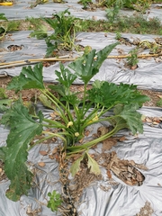 Benincasa hispida chieh-qua