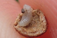 Pediaspis aceris