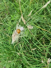 Coccinella septempunctata