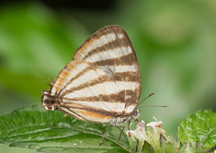 Arawacus lincoides
