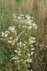 Erigeron annuus