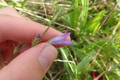 Campanula rapunculus