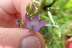 Campanula rapunculus