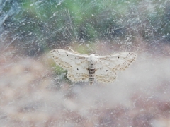 Idaea incisaria