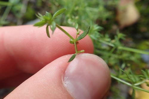 Image of Galium parisiense by (c) Matteo Marcandella, some rights reserved (CC BY)