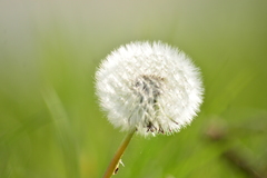 Taraxacum officinale