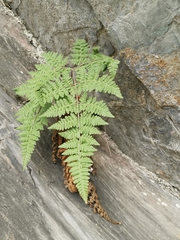 Hypodematium crenatum