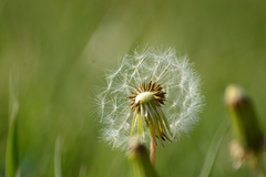 Taraxacum officinale