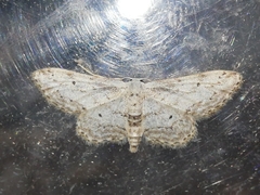 Idaea incisaria