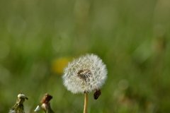 Taraxacum officinale