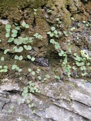 Adiantum capillus-junonis