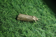 Nycteola asiatica