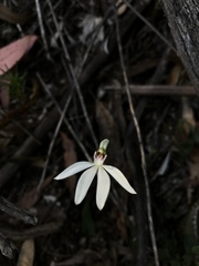 Caladenia catenata